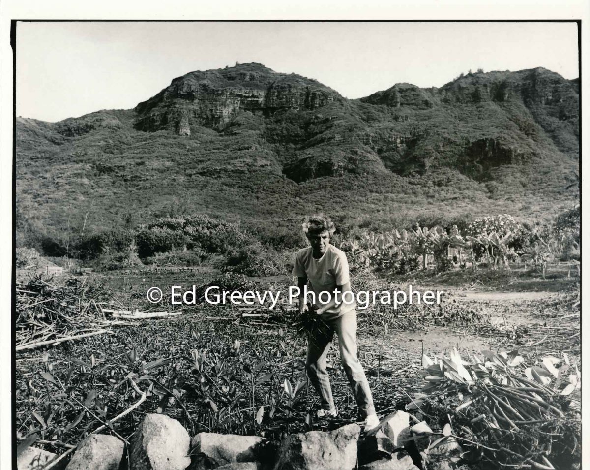 Anthropologist and lifetime progressive political activist Marion Kelly helps clean up a fishpond on the Achi property (24 June 1979) Negative: 4071-4-4