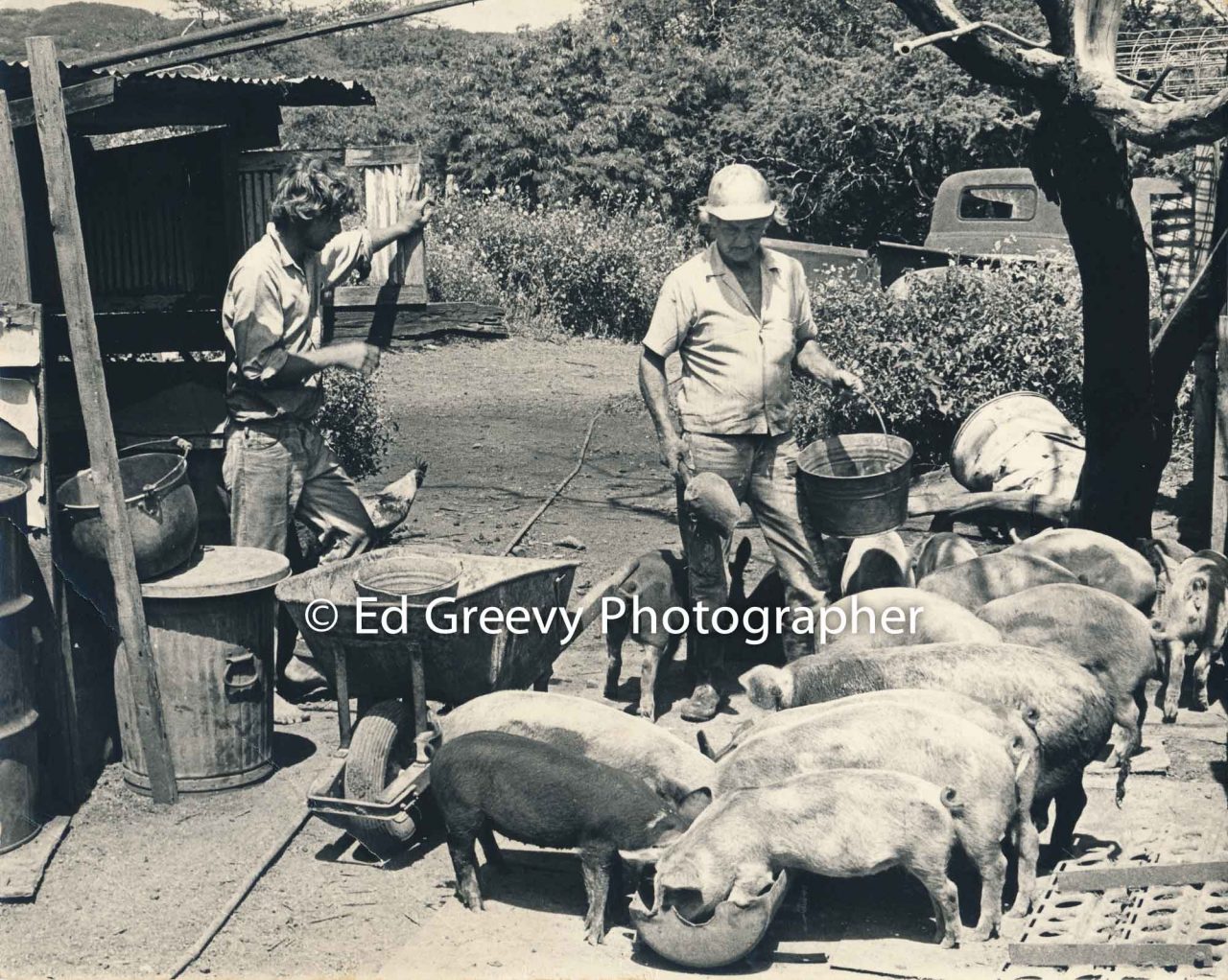 George Santos feeds his pigs in Kalama Valley with help from Gene Parker (photographer and date unknown)