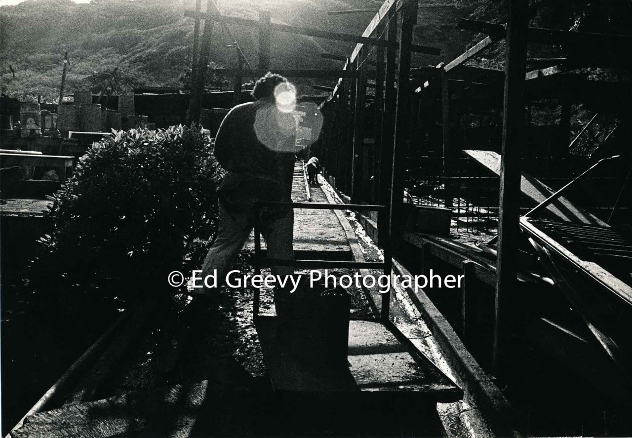 John Sexton helps out at George Santos' pig farm in Kalama Valley (May 1971) | Ed Greevy Photographer